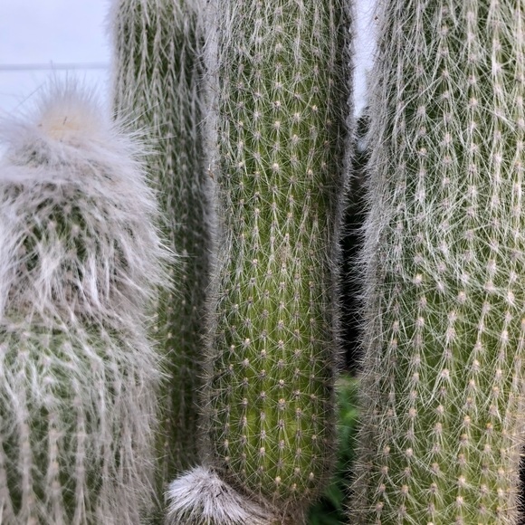 Meet your Posher, Cindy - Picture 2 of 6